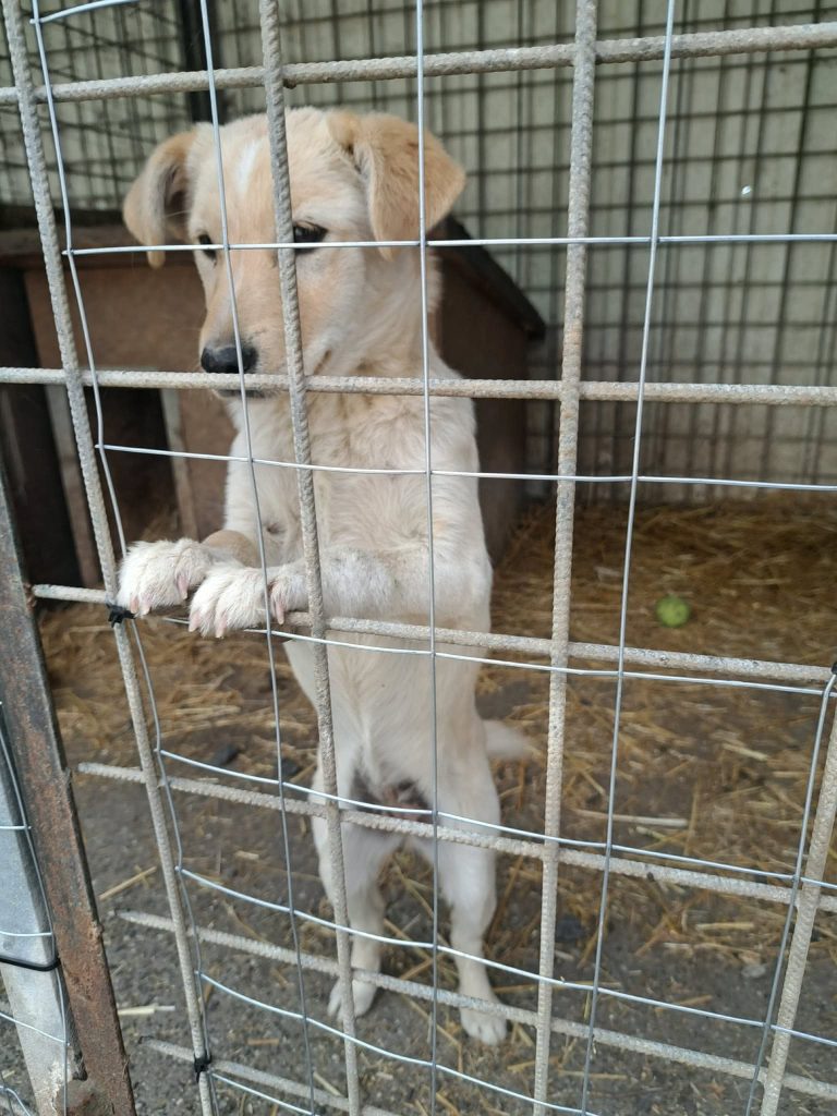 Lili